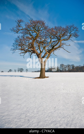 Ein einsamer Baum in winterliche England unter strahlend blauem Himmel im portrait Stockfoto