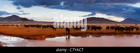 Eine Herde afrikanischer Büffel trinkt in der Abenddämmerung im Tsavo East National Park, Taita-Taveta County, Kenia. Stockfoto