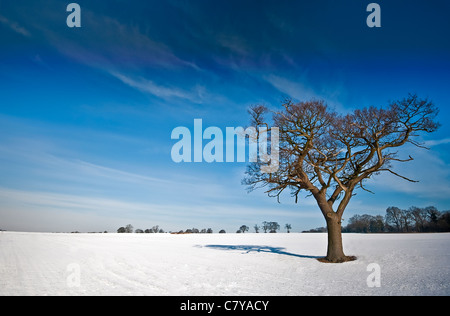 Ein einsamer Baum im winterlichen England unter strahlend blauem Himmel, Landschaft Stockfoto