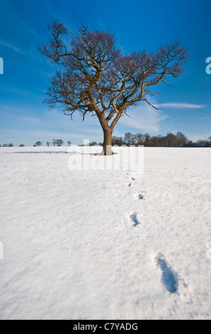 Spuren im Schnee führen zu einem einsamen Baum im winterlichen England unter strahlend blauem Himmel im portrait Stockfoto