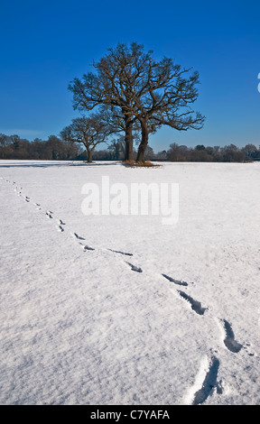 Fußspuren im Schnee zu einem einsamen Baum im winterlichen England unter strahlend blauem Himmel Stockfoto