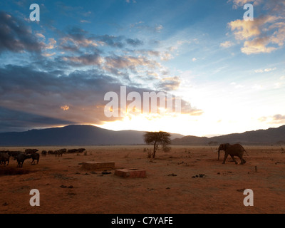 Ein einsamer Elefant zu Fuß durch die afrikanische Savanne in der Abenddämmerung, Tsavo East Nationalpark, Kenia Stockfoto