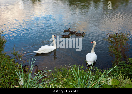 Weiße Schwäne und Enten auf dem Teich Stockfoto