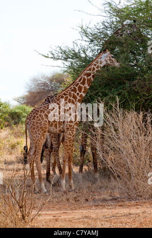 Giraffe Essen aus einer Acacia Tree, Tsavo East Nationalpark, Kenia Stockfoto