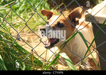 Bellen Jack Russel Hund hinter Maschendrahtzaun Stockfoto