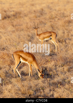 Zwei Impala-Weiden auf trockenem Savannengras im Tsavo East National Park, Kenia Stockfoto