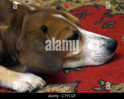 Pedigreed Hund auf dem Teppich liegend Stockfoto