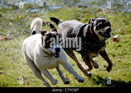 Zwei Hunde laufen gemeinsam durchs Wasser plantschen. Stockfoto