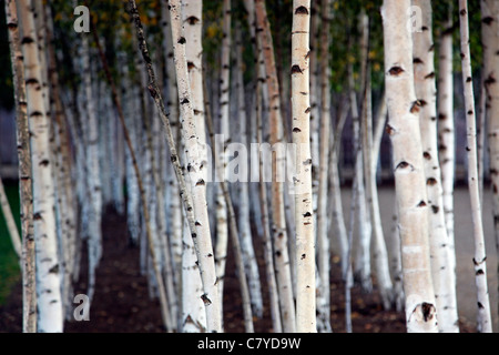 Silver Birch Bäume außerhalb der Tate Modern in London Stockfoto