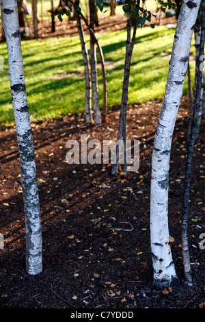 Silver Birch Bäume außerhalb der Tate Modern in Bankside, London Stockfoto