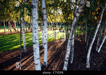 Silver Birch Bäume außerhalb der Tate Modern in Bankside, London Stockfoto