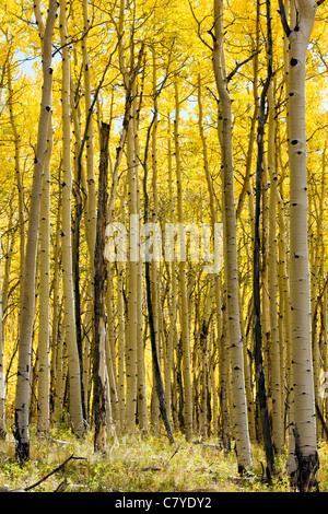 Espenbaum verlässt in goldener Farbe, Aspen Ridge, CR 185, San Isabel National Forest, Colorado, USA Stockfoto