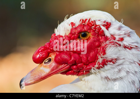 Nahaufnahme von Barbarie-Ente Stockfoto