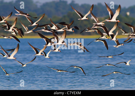 Vogelschwarm schwarz Skimmer Wrightsville Beach in North Carolina Stockfoto