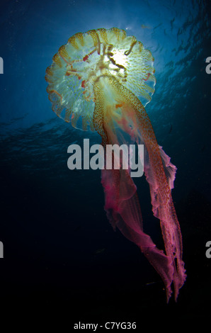 Quallen in den Golf von Biskaya, Cantabrico Meer, bunte, schmerzhaft, gefährlich, Juckreiz, blaues Wasser, klare Wasser, Tauchen, Meer, Meer Stockfoto