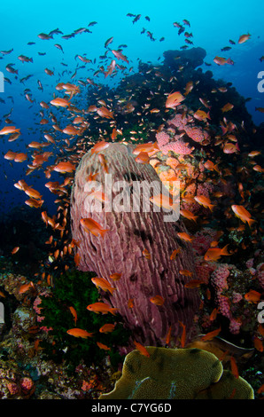 Philippinen Korallen Riff Unterwasser, Anilao, Fass-Schwamm, blaues Wasser, Unterwasserwelt, Meeresleben, Schule von Anthias, Ozean, Tauchen Stockfoto