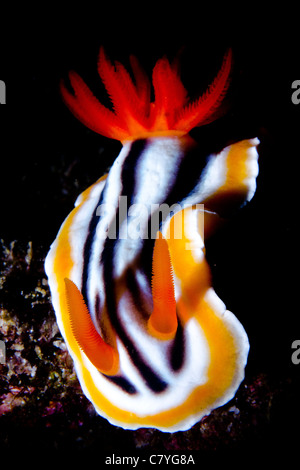 Philippinen Korallen Riff Unterwasser, Anilao, Nacktschnecken, Unterwasserwelt, Leben im Meer, Tauchen, Tauchen, Meer, Meer, bunt, Farbe, Stockfoto