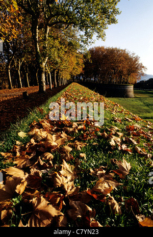 Italy, Tuscany, Lucca. Baluardo San Paolino, trees Stockfoto