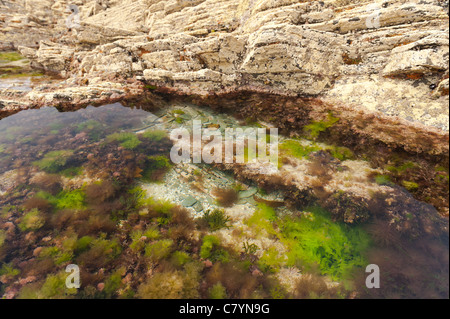 Ruhig exponierten Felsen-Pool bei Ebbe mit vielfältigen Algen Algen im Gegensatz zu mehrschichtigen Schiefergestein Schiefer Stockfoto