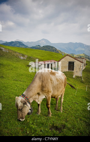 Kuh auf der Weide, Taleggio-Tal, Lombardei, Italien Stockfoto