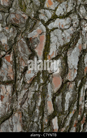 Abstrakte Hintergrundtextur Nahaufnahme von Torrey Pinie Baumrinde, Pinus torreyana, San Diego Kalifornien, natürliches Muster, digitale Tapete. Stockfoto