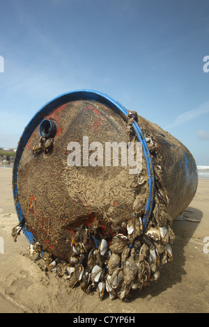 Gemeinsamen Gans Entenmuscheln Lepas Anatifera, auf Kunststoff-Trommel, Polzeath Cornwall UK Juni Stockfoto