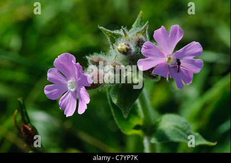 Red Campion (Silene Dioica) Stockfoto