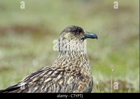 Great Skua Stercorarius Skua) ruht auf Moorland Stockfoto