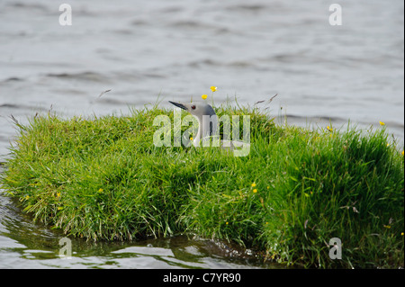 Sterntaucher (Loon) (Gavia Stellata), am nest Stockfoto