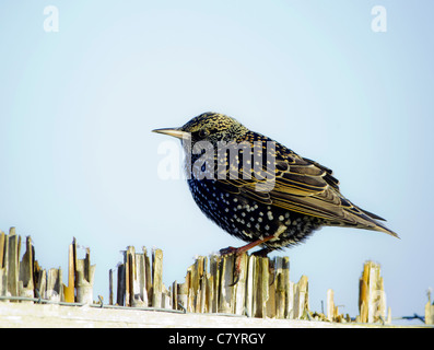 Starling Sturnus Vulgaris thront auf gefrorene Schilf Stämme im winter Stockfoto