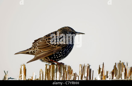 Starling Sturnus Vulgaris thront auf gefrorene Schilf Stämme im winter Stockfoto