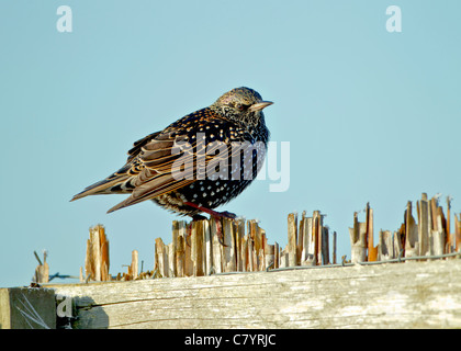 Starling Sturnus Vulgaris thront auf gefrorene Schilf Stämme im winter Stockfoto