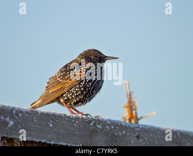 Starling Sturnus Vulgaris thront auf gefrorene Schilf Stämme im winter Stockfoto