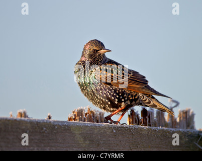 Starling Sturnus Vulgaris thront auf gefrorene Schilf Stämme im winter Stockfoto