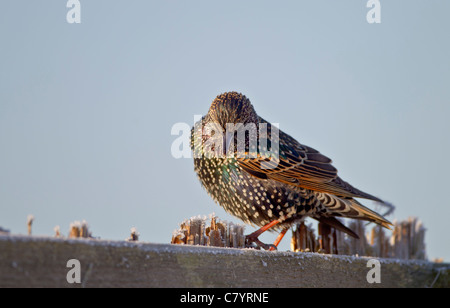 Starling Sturnus Vulgaris thront auf gefrorene Schilf Stämme im winter Stockfoto