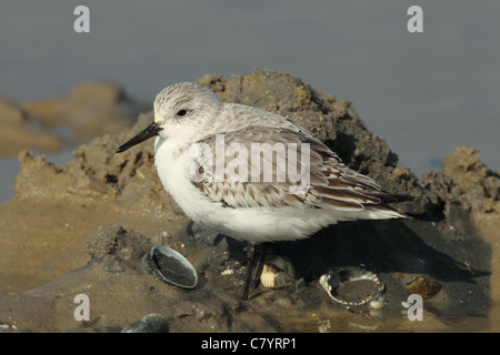 Sanderling Fütterung im Wattenmeer Poole harbour Dorset UK. Stockfoto