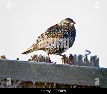 Starling Sturnus Vulgaris thront auf gefrorene Schilf Stämme im winter Stockfoto