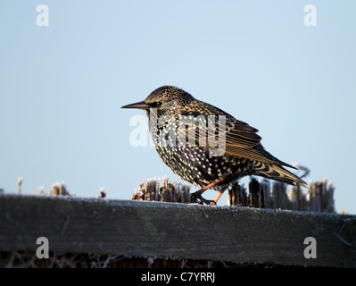 Starling Sturnus Vulgaris thront auf gefrorene Schilf Stämme im winter Stockfoto