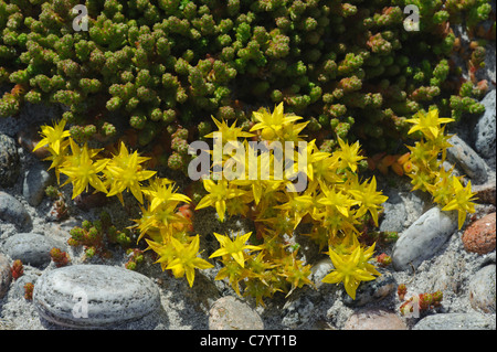 Beißende Mauerpfeffer (Sedum Acre) Stockfoto