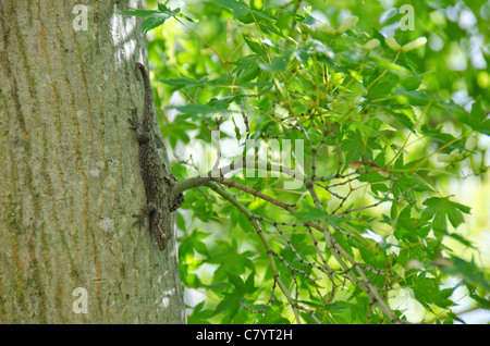 Braun gecko auf dem Schaft eines Ahornbaumes in Japan Stockfoto