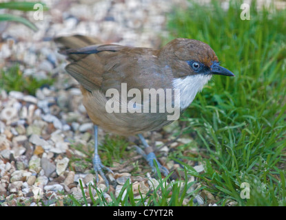 Weiße-Throated Laughingthrush (Garrulax Albogularis) Stockfoto