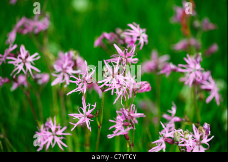 Ragged Robin (Lychnis Flos-Cuculi) Stockfoto
