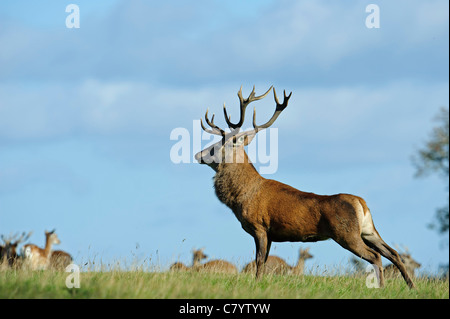 Rothirsch (Cervus Elaphus), Hirsch Stockfoto