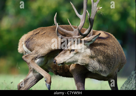 Rothirsch (Cervus Elaphus), Hirsch Stockfoto