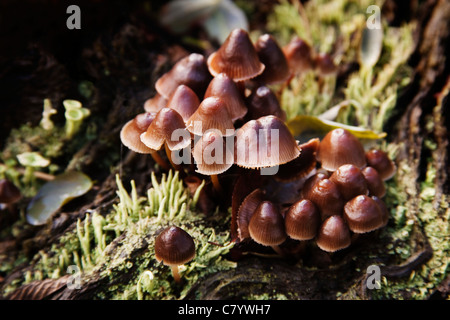Pilze im Stamm Stockfoto