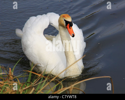 Schönen weißen Schwan anmutig in einem See schwimmen Stockfoto