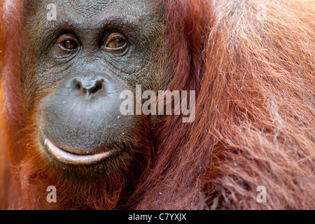 Weiblicher Orang-Utan suchen mürrisch Stockfoto