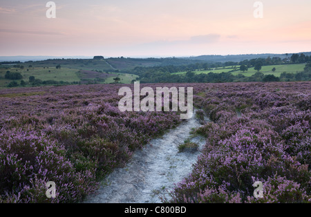 Heather in voller Blüte bei Ashdown Forest, East Sussex, England, UK Stockfoto