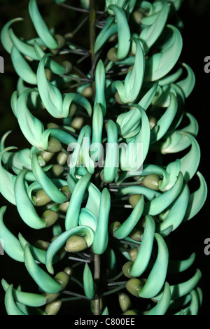 Philippine Jade Rebe Strongylodon macrobotrys Stockfoto