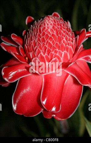 Rot tropische Blume des Torch Ginger Etlingera Elatior, Indonesien Stockfoto